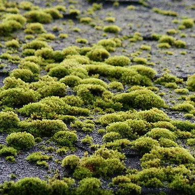 Moss Cleaning Services