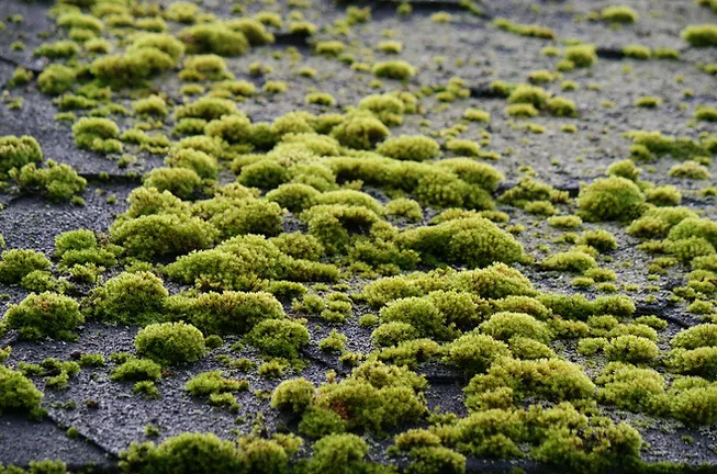 Image of Green moss on a roof